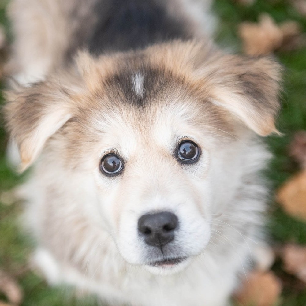 Meet your Posher, Annabelle